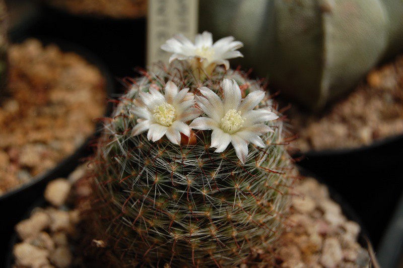 Mammillaria painteri 