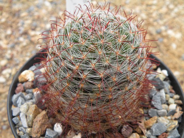 mammillaria painteri 
