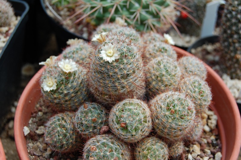 Mammillaria painteri 