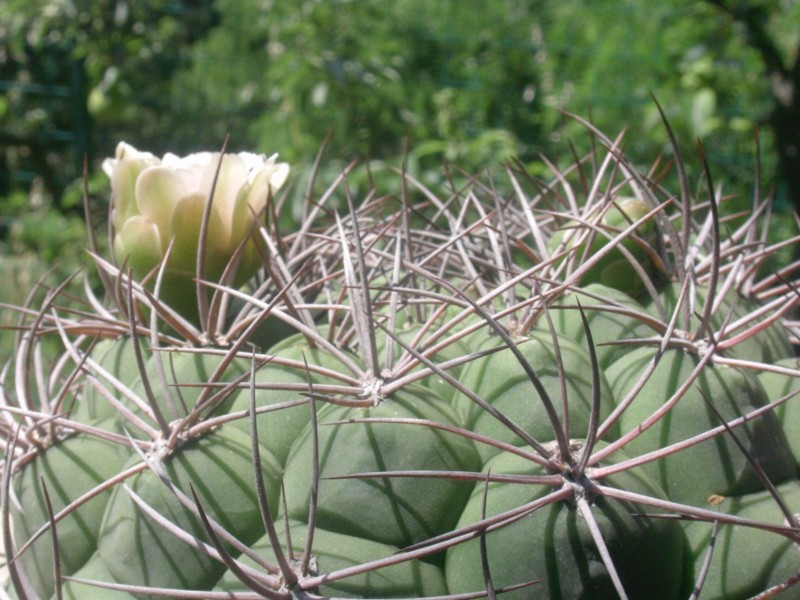 Gymnocalycium saglionis 