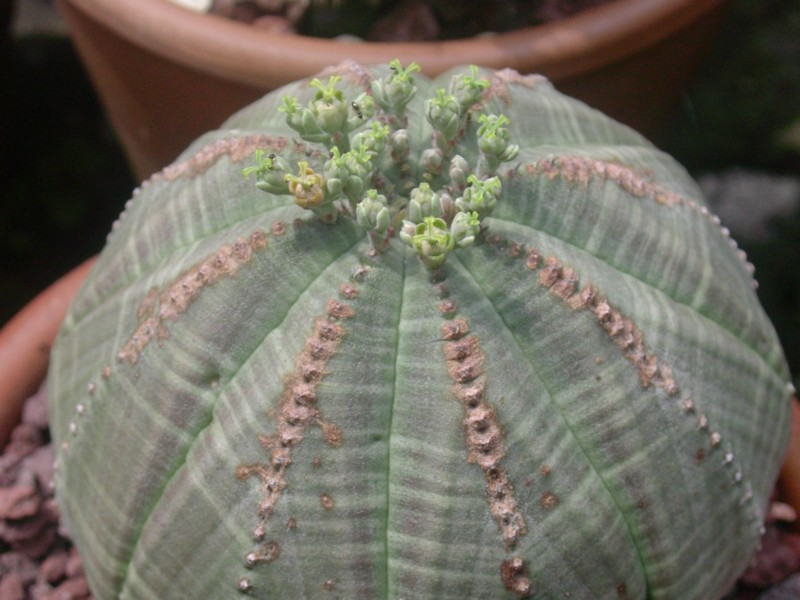 Euphorbia obesa 