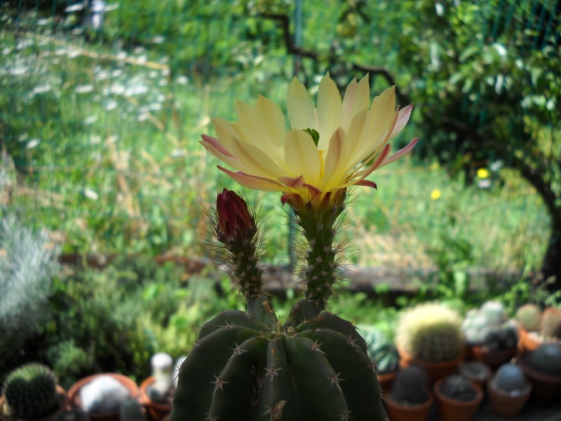 Echinocereus  subinermis 