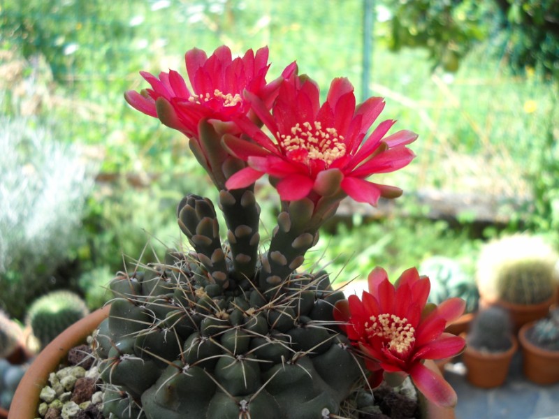 Gymnocalycium baldianum 