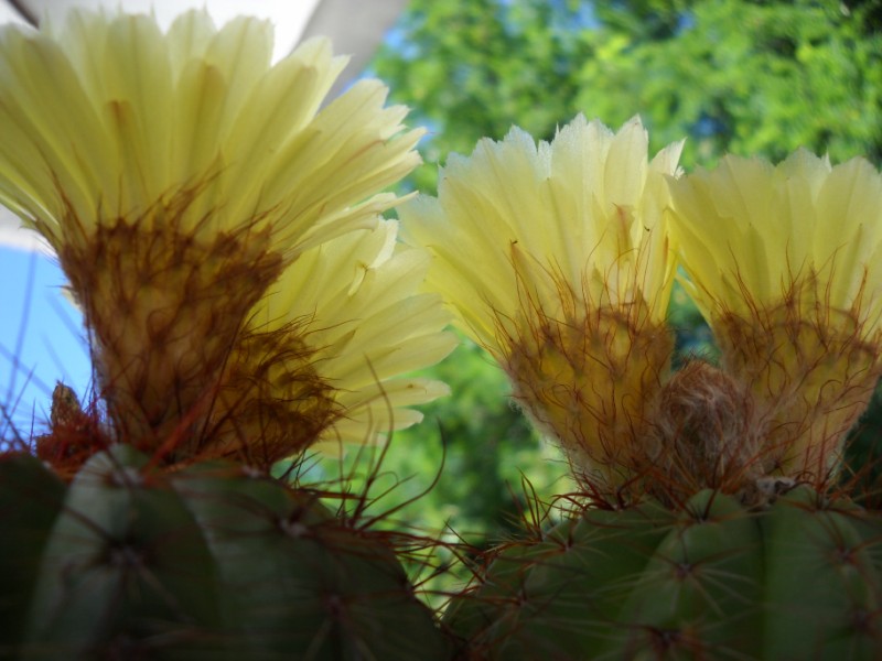 Parodia ottonis 