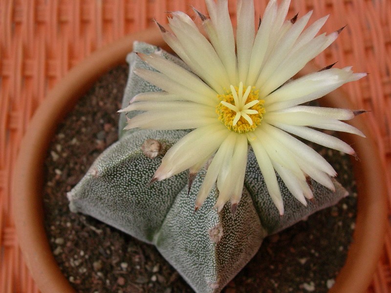 Astrophytum myriostigma 