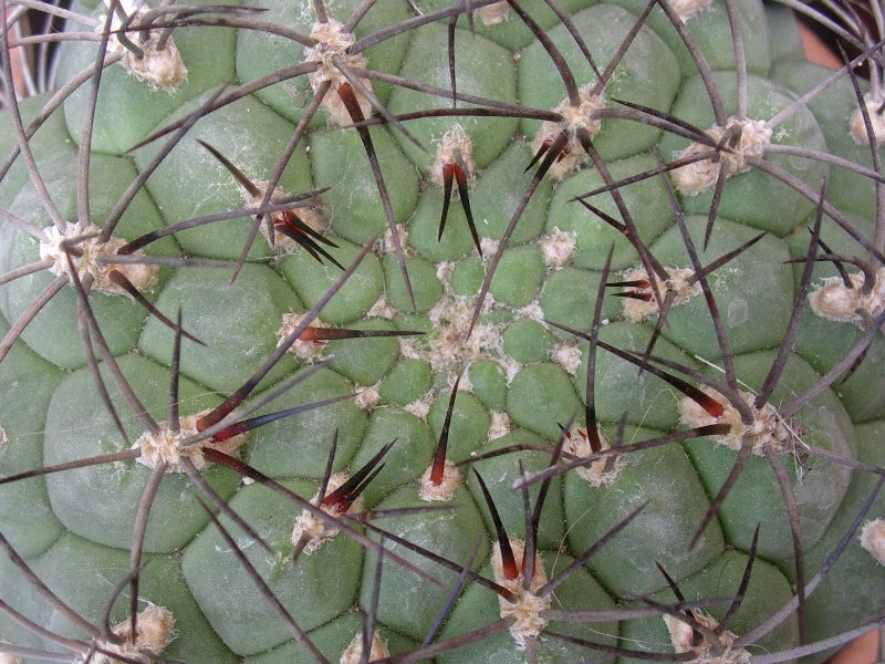 Gymnocalycium saglionis 