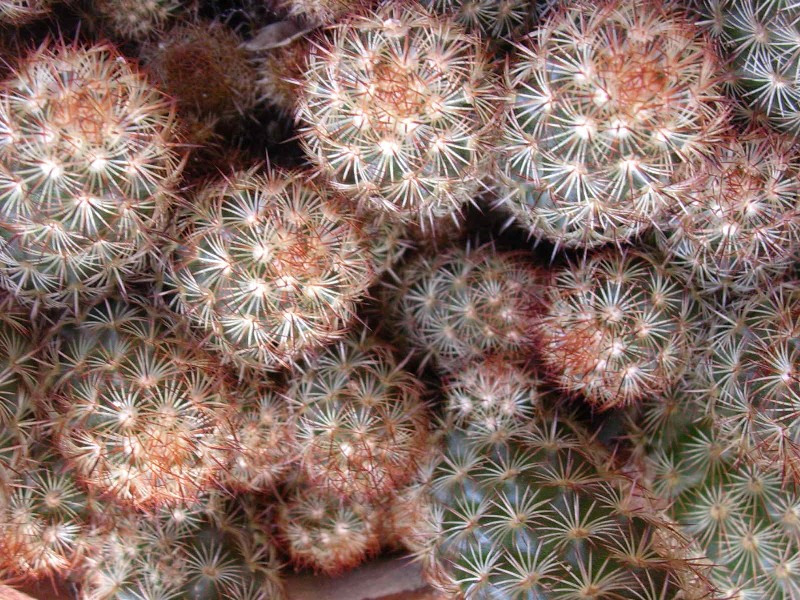 Mammillaria elongata 