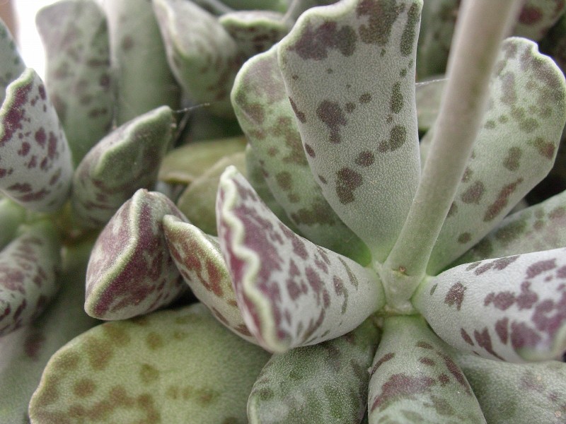 Adromischus cooperi 