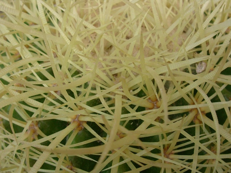 Echinocactus grusonii 