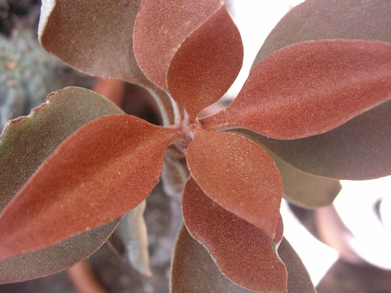 Kalanchoe orgyalis 