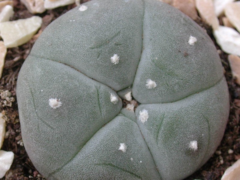 Lophophora williamsii 