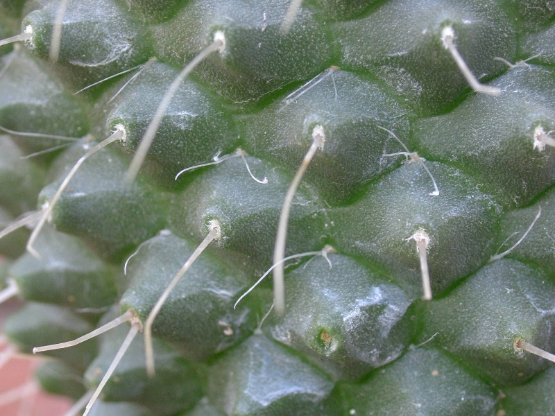 Mammillaria polythele cv. un pico 