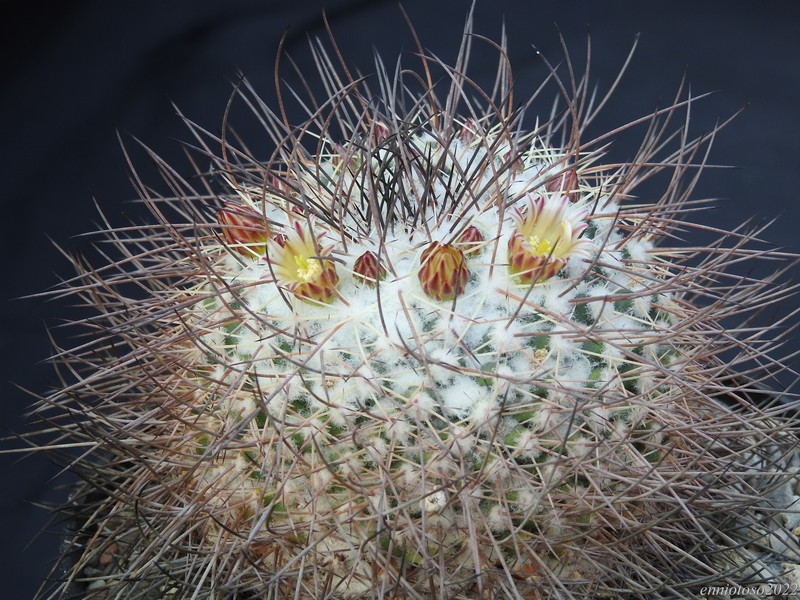 Mammillaria papasquiarensis ho 131