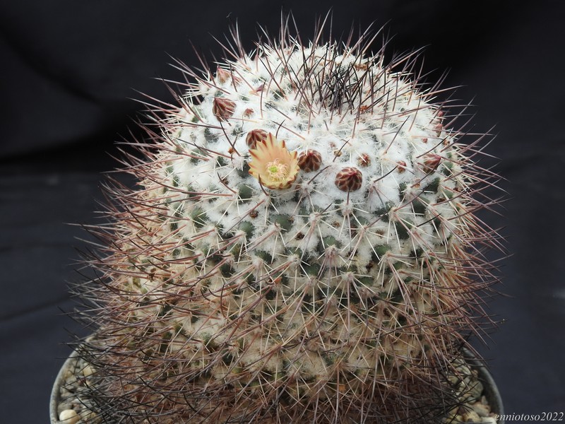 Mammillaria papasquiarensis rog 305