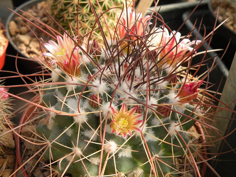 Mammillaria papasquiarensis HO 131