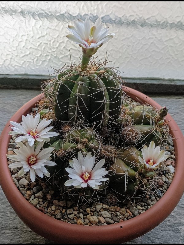 Gymnocalycium paraguayense f. fleischerianum 