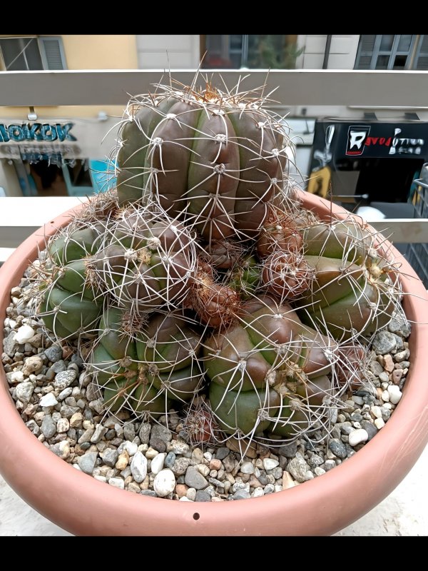 Gymnocalycium paraguayense f. fleischerianum 
