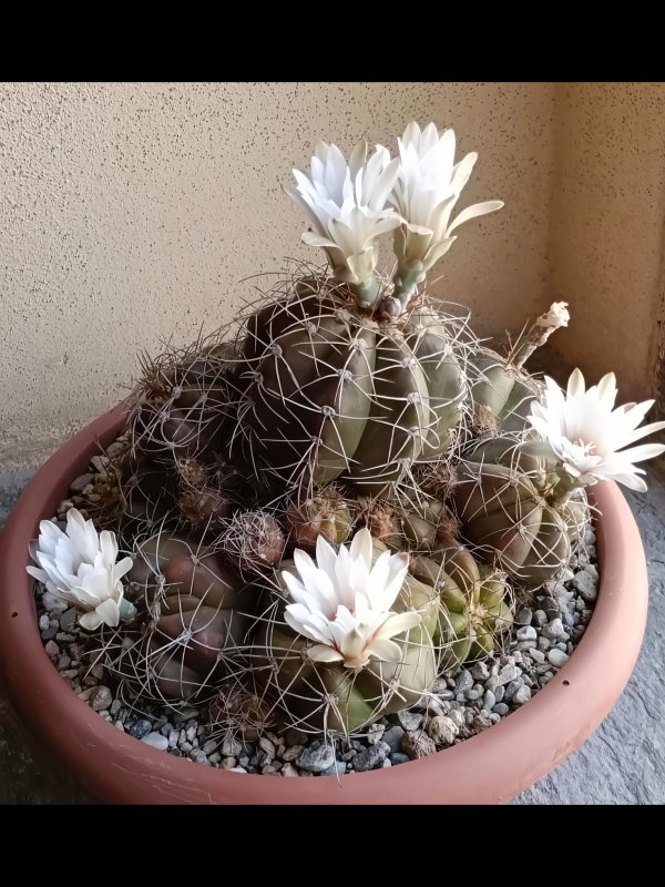 Gymnocalycium paraguayense f. fleischerianum 