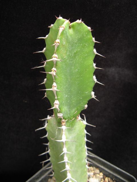 Euphorbia parciramulosa 