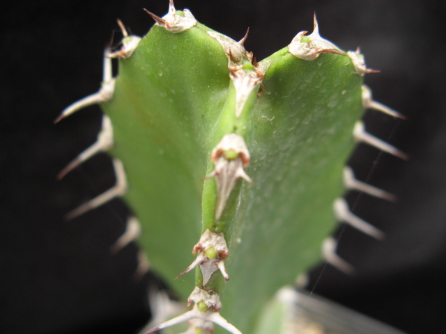 Euphorbia parciramulosa 