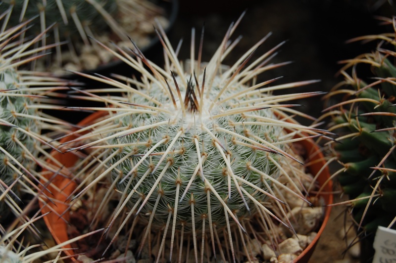 Mammillaria parkinsonii SB 315