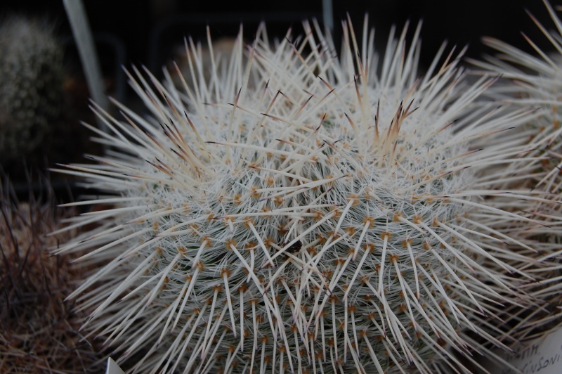 Mammillaria parkinsonii Z 96