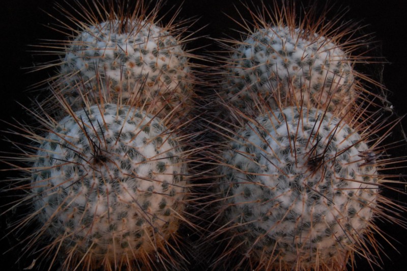 Mammillaria parkinsonii 