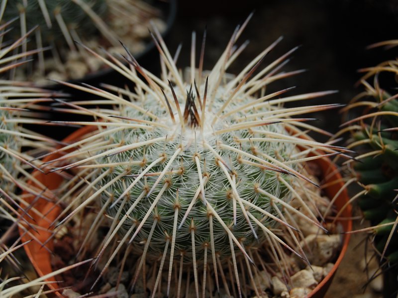 Mammillaria parkinsonii SB 315