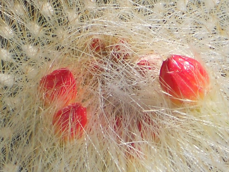 Parodia haselbergii 