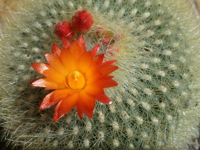 Parodia haselbergii 