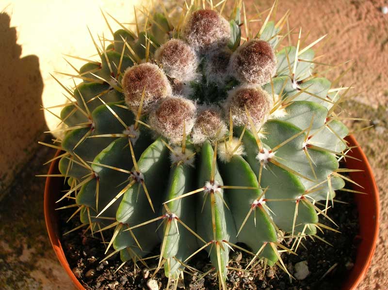 Parodia buiningii 