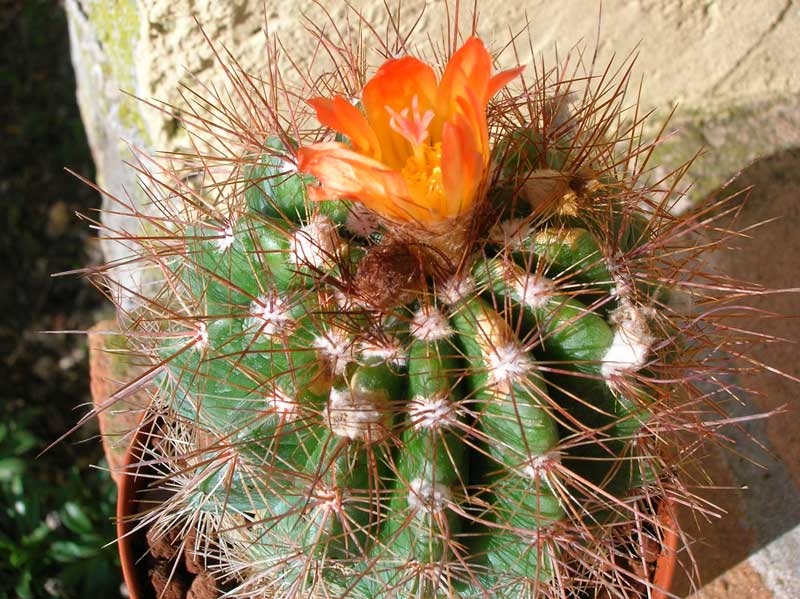 Parodia horstii 
