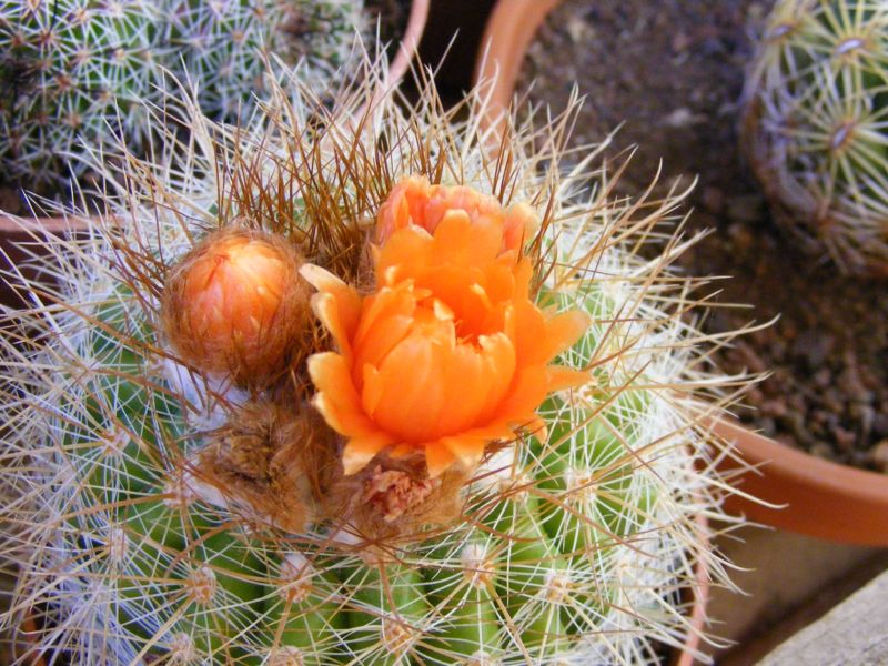  parodia 