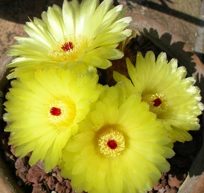 Parodia ottonis 