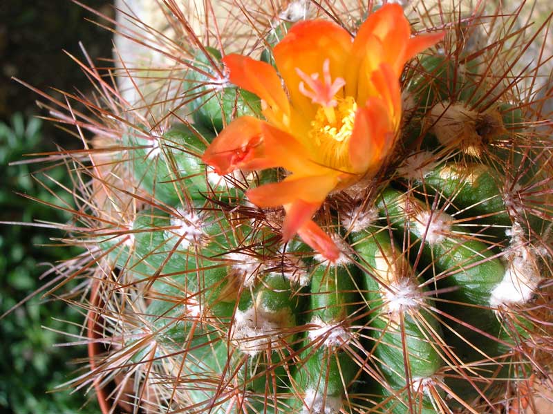 Parodia horstii 