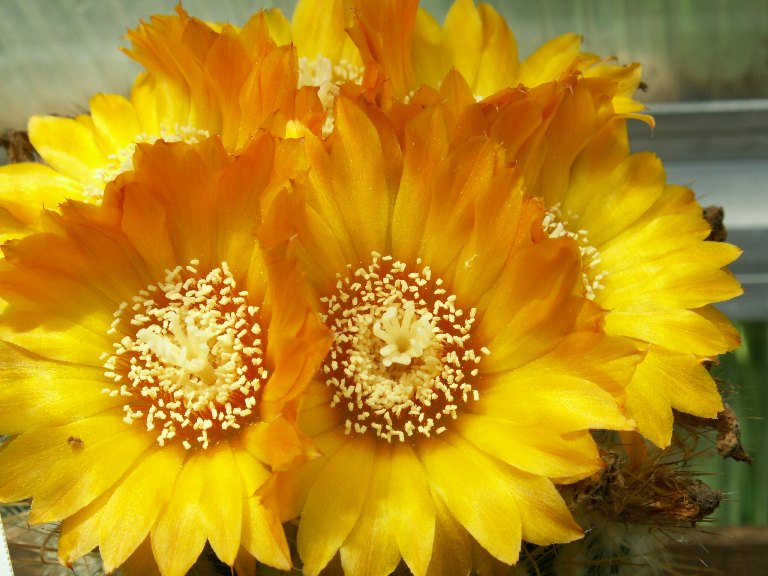 Parodia aureispina 