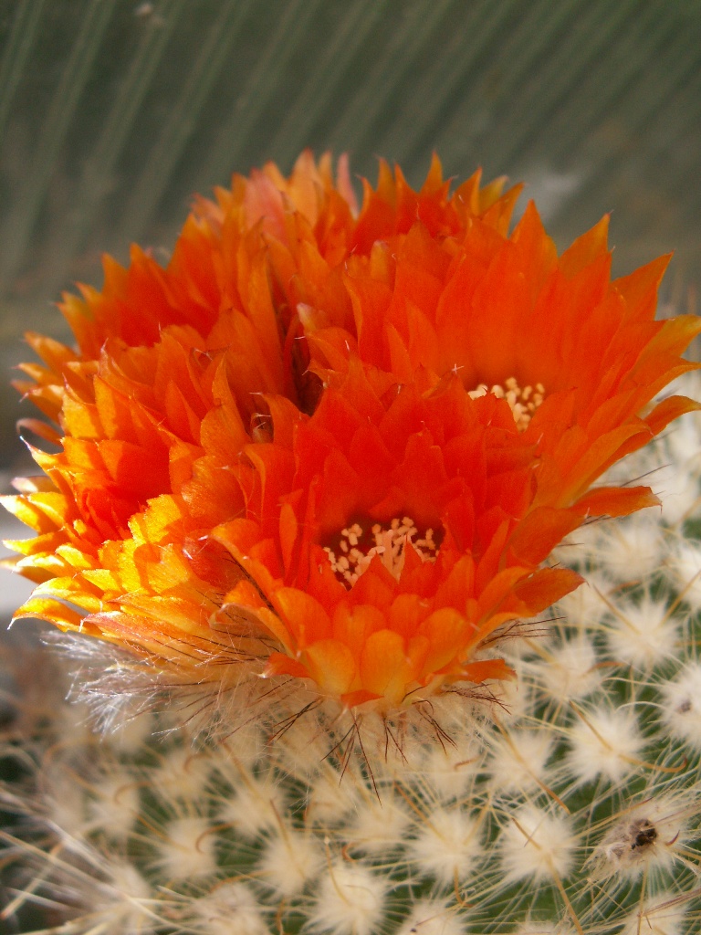 Parodia aureispina 