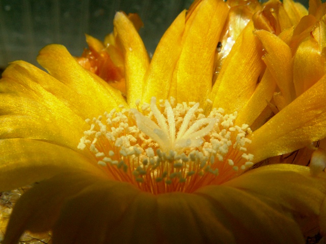 Parodia aureispina 