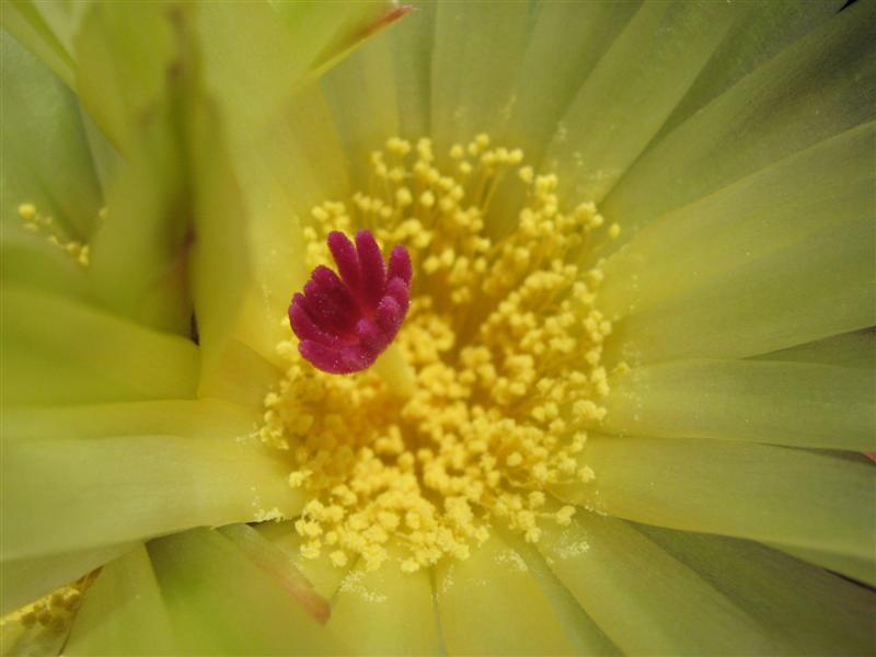 Parodia buiningii 