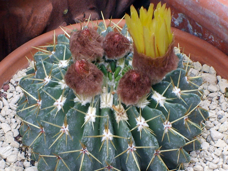 Parodia buiningii 