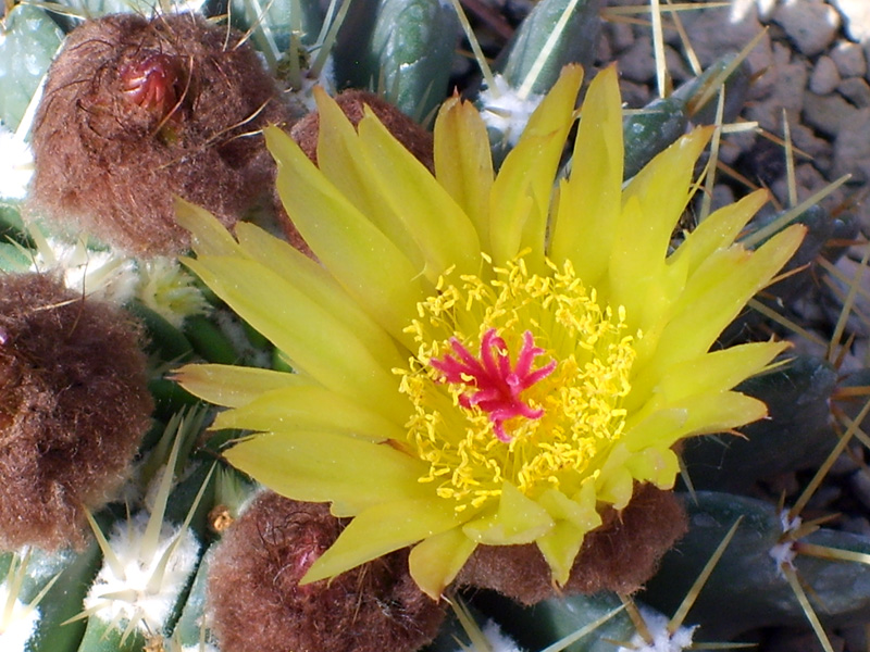 Parodia buiningii 