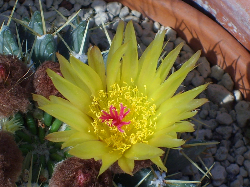 Parodia buiningii 