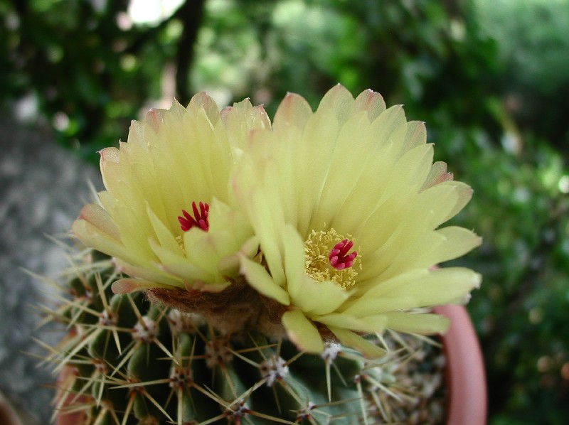 Parodia buiningii 