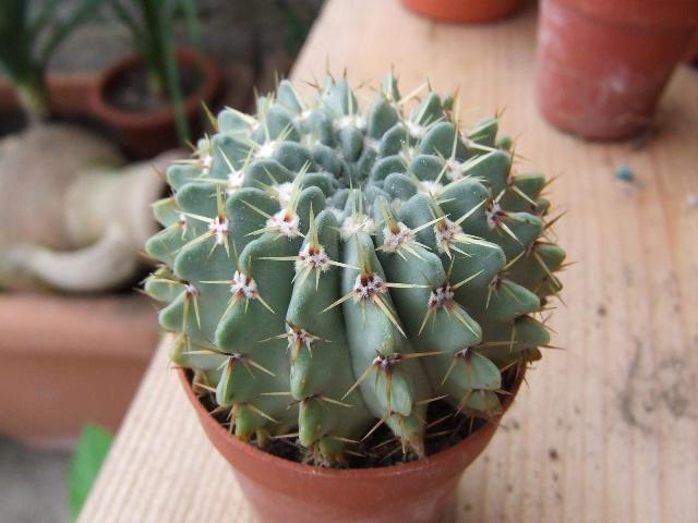 Parodia buiningii 