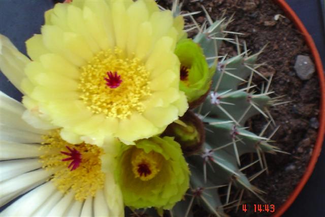 Parodia buiningii 