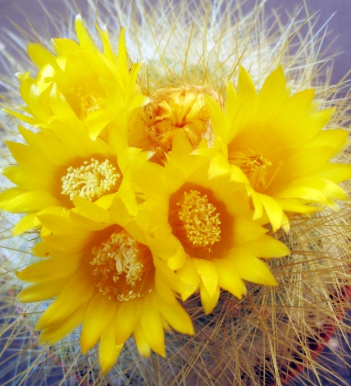 Parodia chrysacanthion 