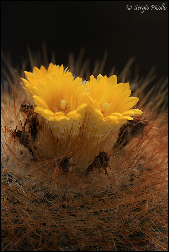 Parodia chrysacanthion 