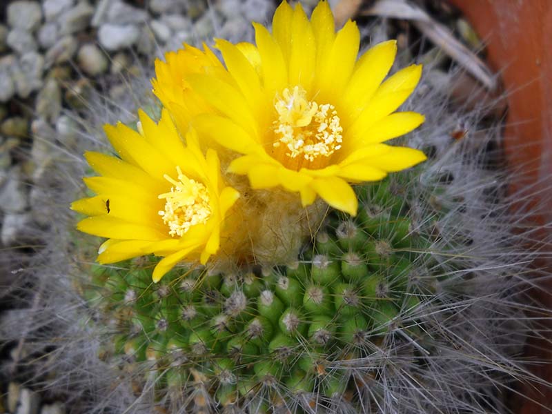 Parodia chrysacanthion 