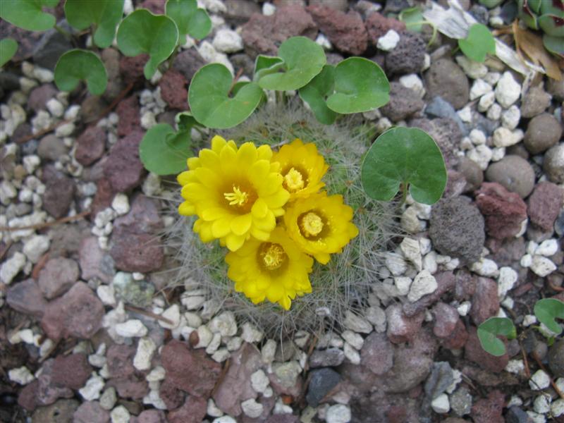 Parodia chrysacanthion 