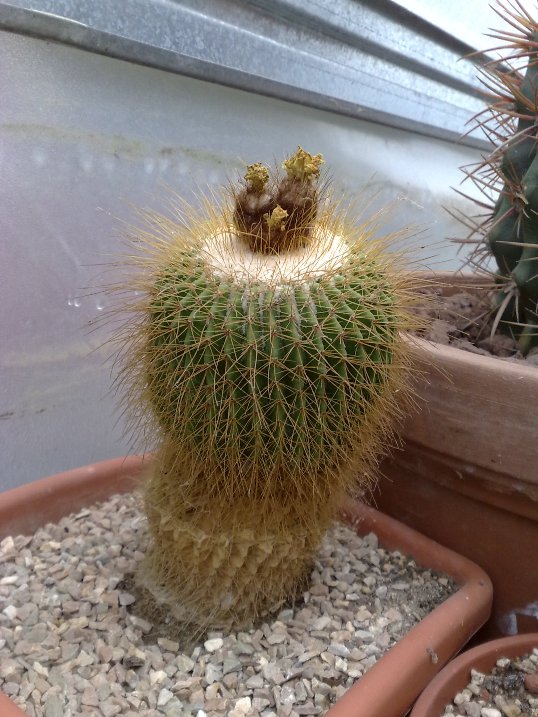 parodia claviceps 